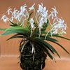 neofinetia falcata Kishuu Sekko州州雪虎 